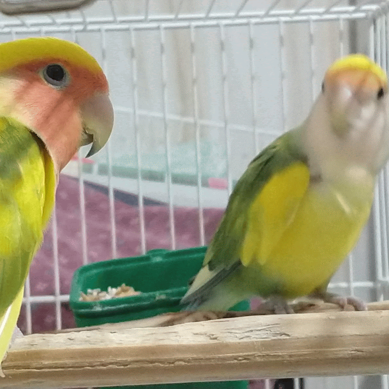 Foto dos meus cachorros lindos